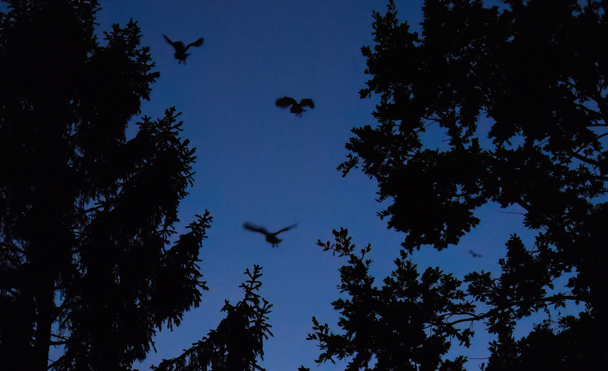 Drei Eulen und eine Fledermaus